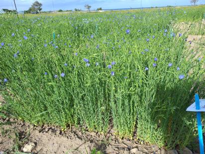 Click for 1 image(s) for this accession.